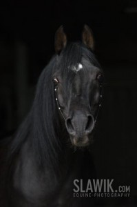 Obrazek